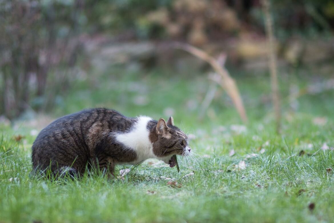 Hilfe, meine Katze erbricht schon wieder