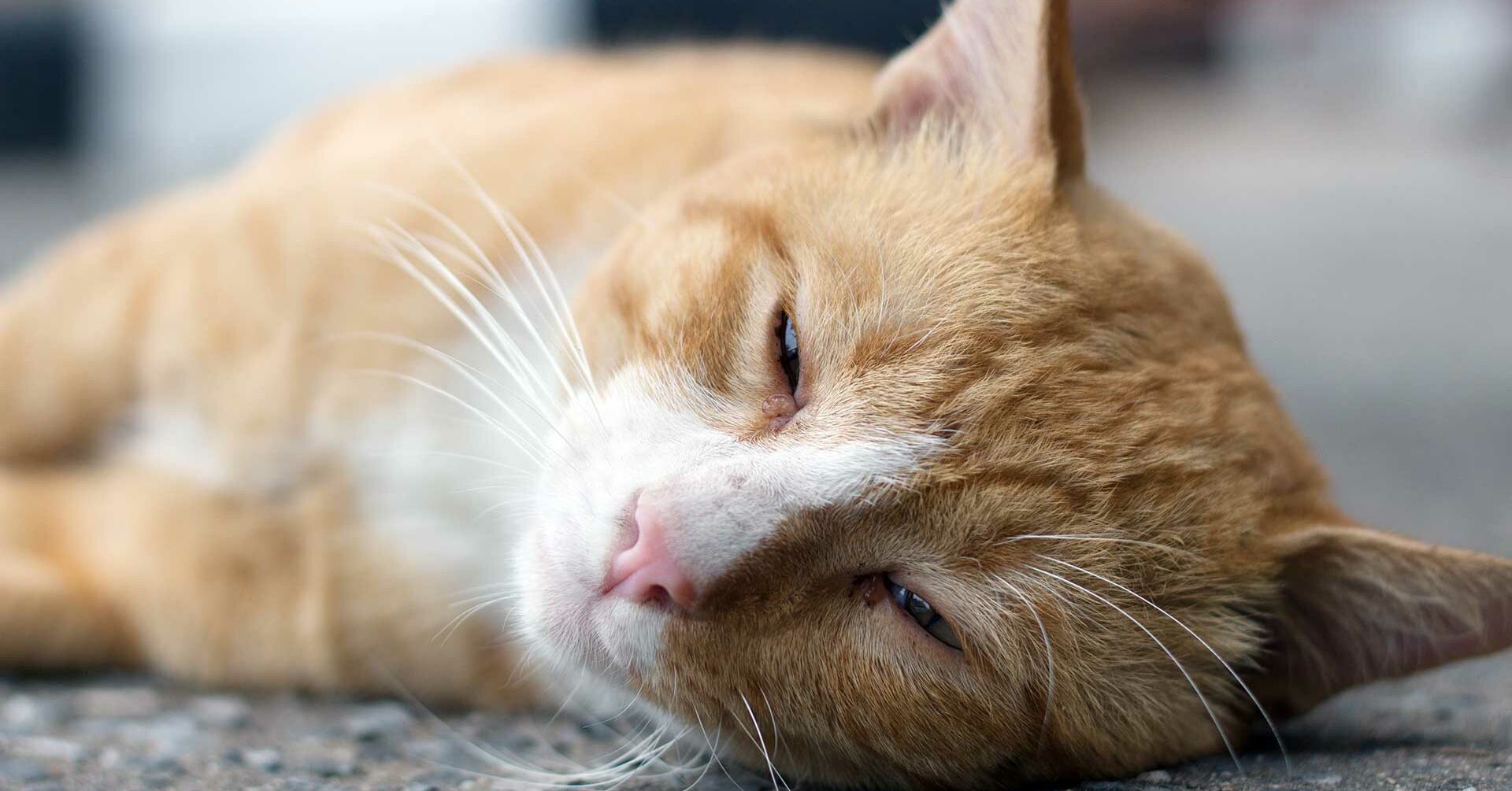 Woran Erkennt Man Das Eine Katze Stirbt Wenn die Katze stirbt | Miamor | Magazin 11/21