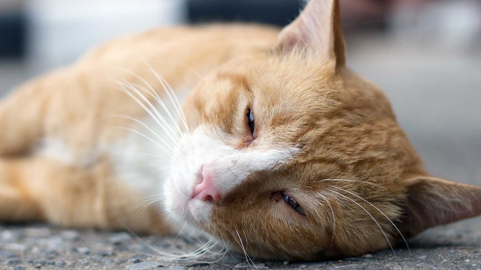 Wenn die Katze stirbt