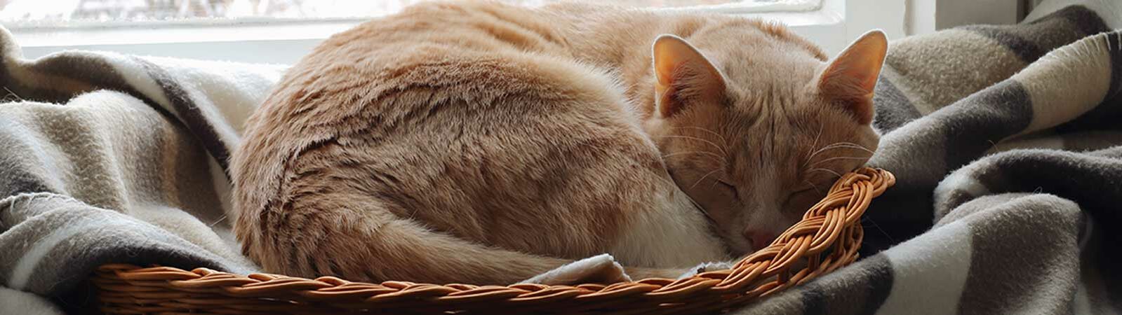 Eine Katze schläft in einem Körbchen auf der Fensterbank vor einem verschneiten Garten.