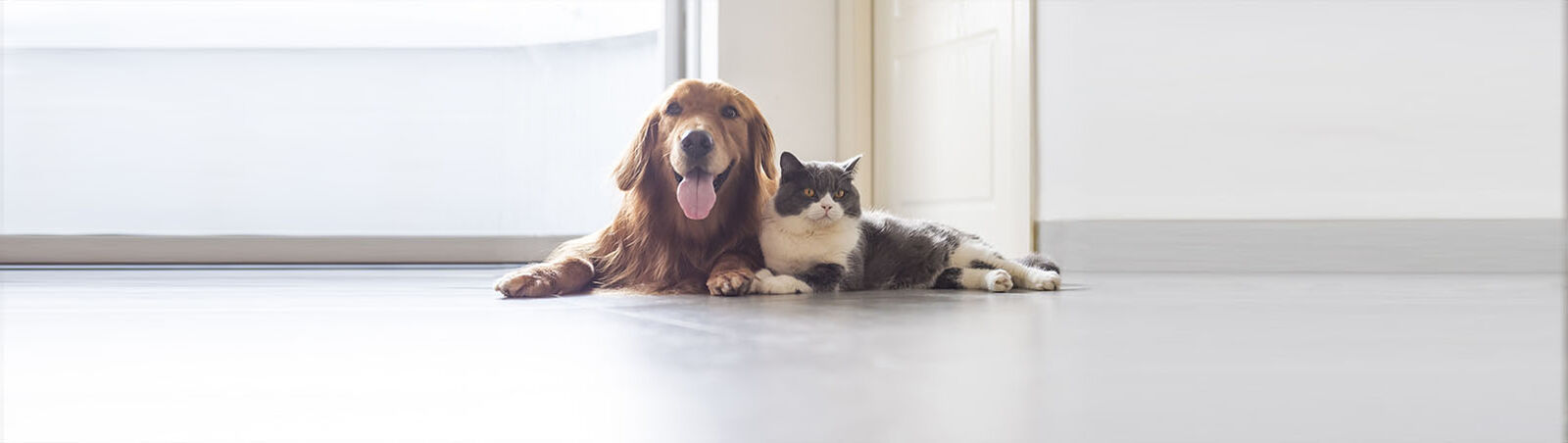 Ein Hund und eine Katze liegen nebeneinander auf dem Boden.