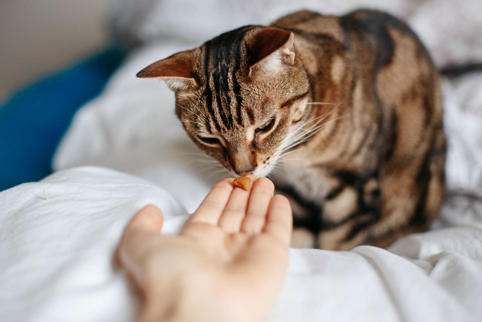 Eine Katze schnuppert an einem Snack, der ihr auf der flachen Hand gereicht wird.