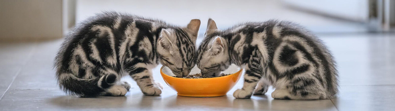 Zwei Katzenbabys fressen aus einem Napf.