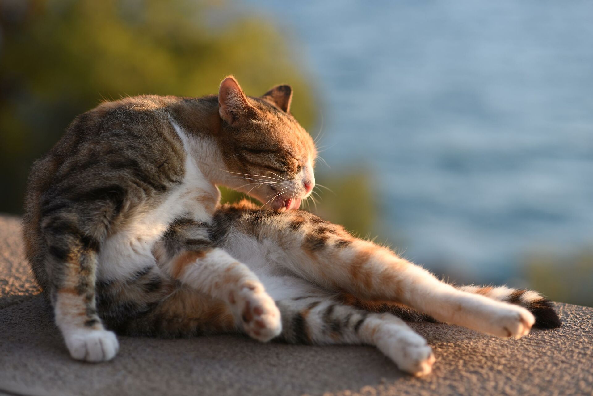 Eine Katze liegt in der Sonne und leckt sich am Unterschenkel.