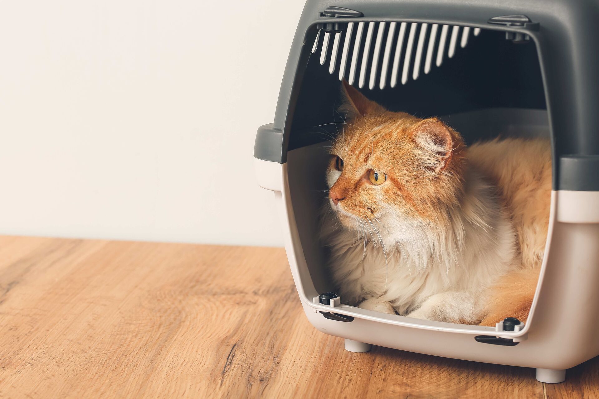 Eine orangefarbene Katze sitzt in einer Transportbox.