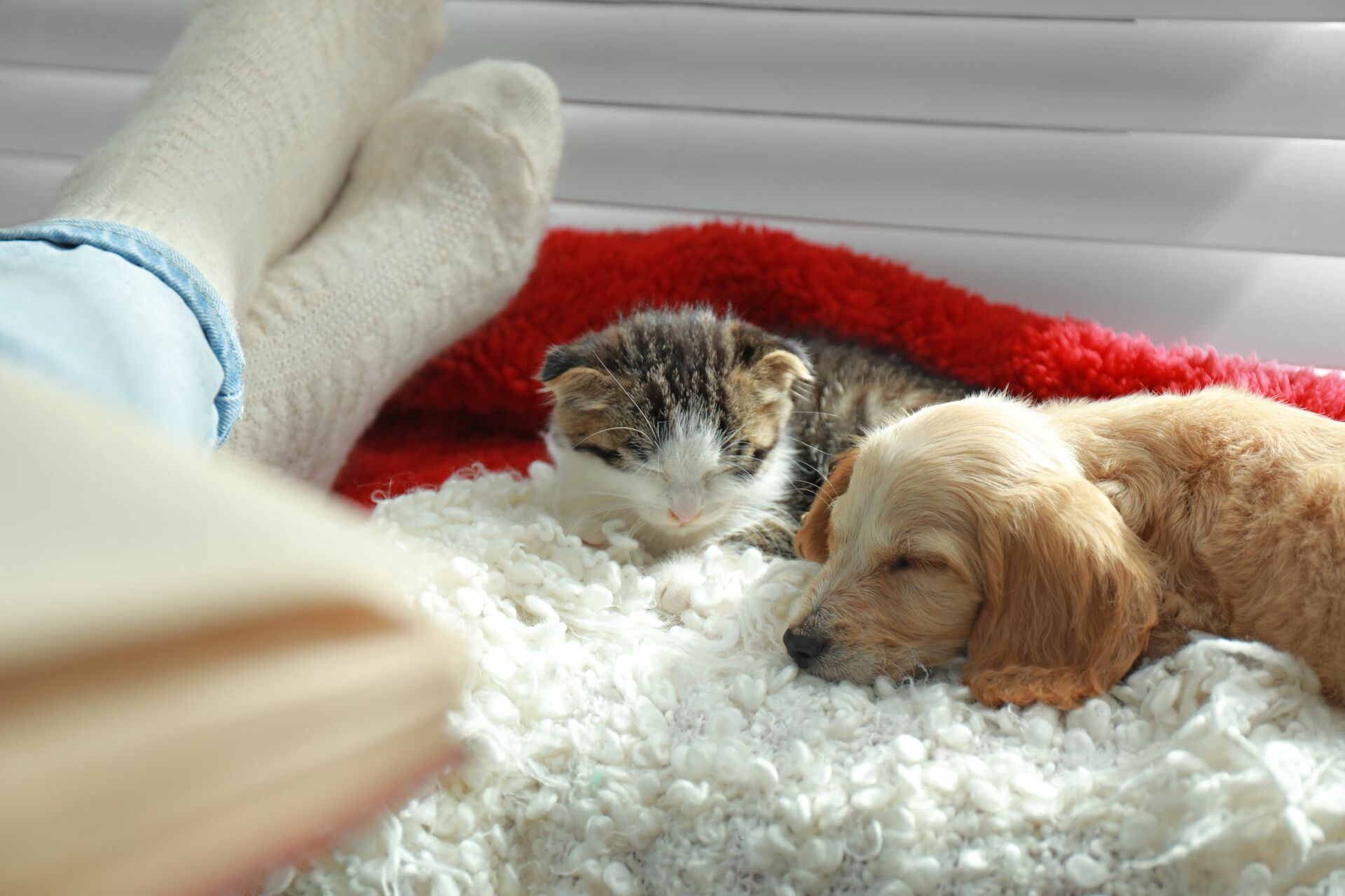 Ein Welpe und ein Katzenbaby liegen nebeneinander und kuscheln.