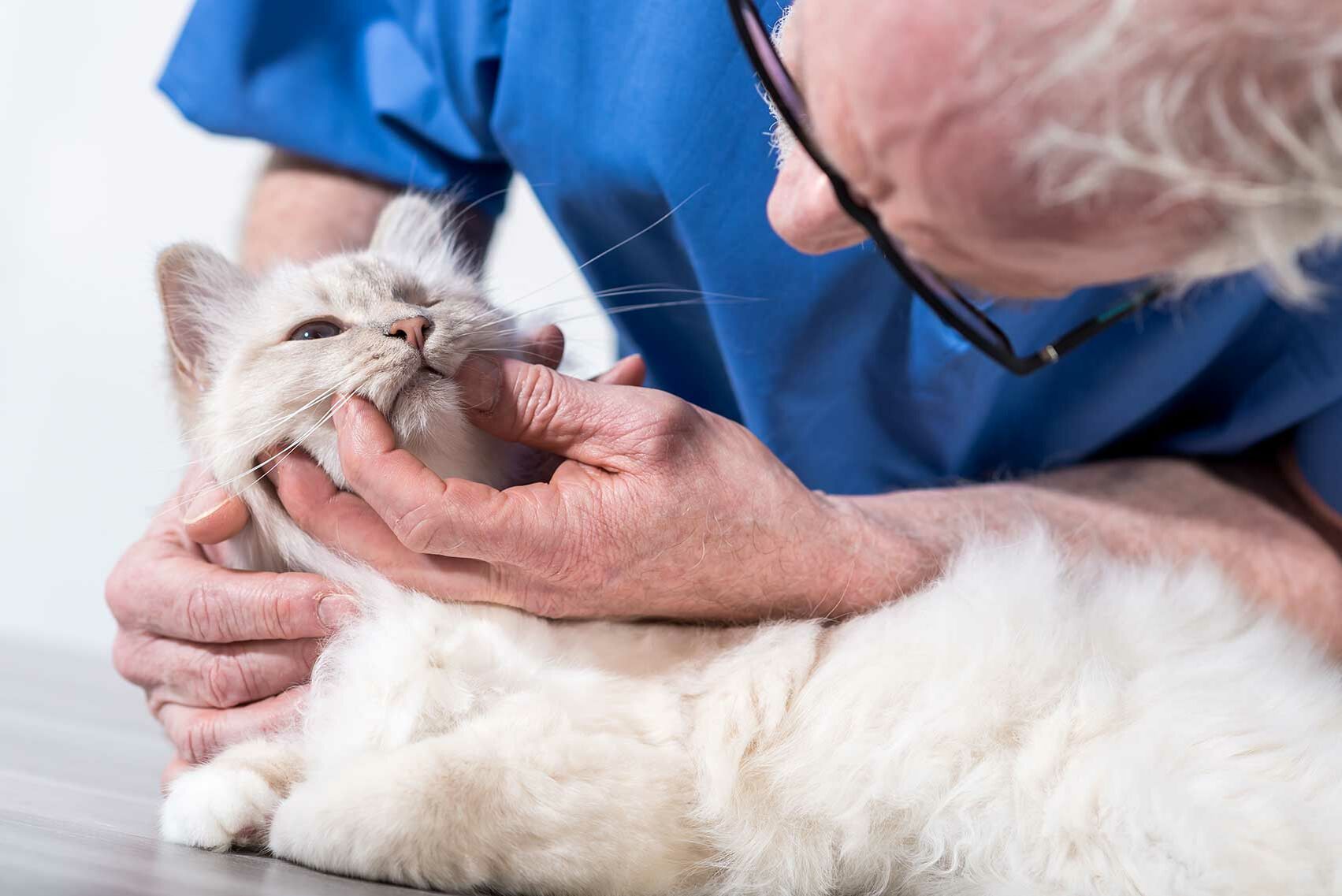 Katze wird vom Tierarzt wegen eines Wespenstichs untersucht.