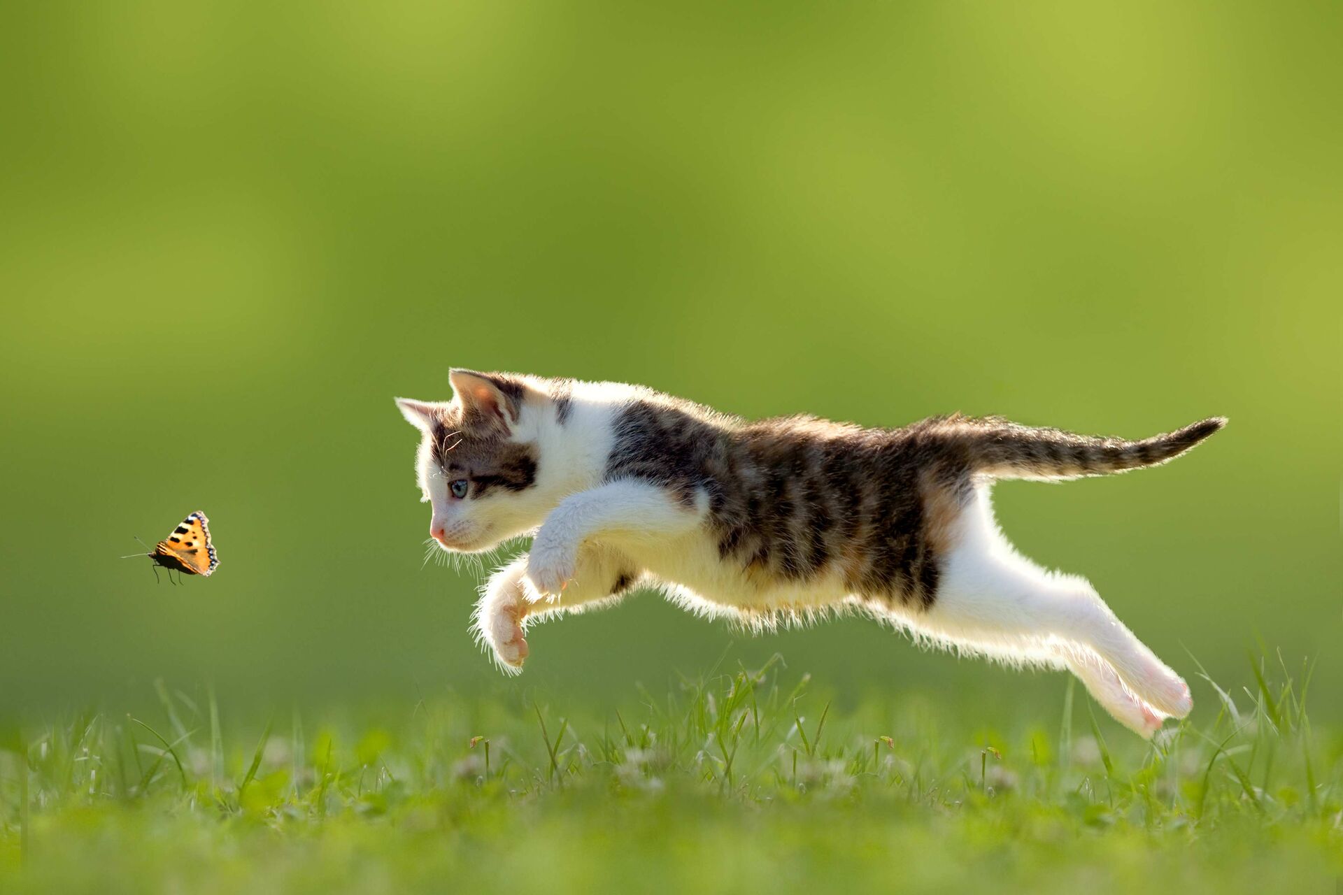 Kleine Katze fängt im Garten einen Schmetterling.