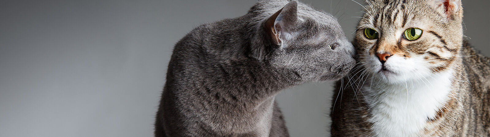 Zwei Katzen sitzen nebeneinander. Die linke Katze schnuppert an der anderen Katze.