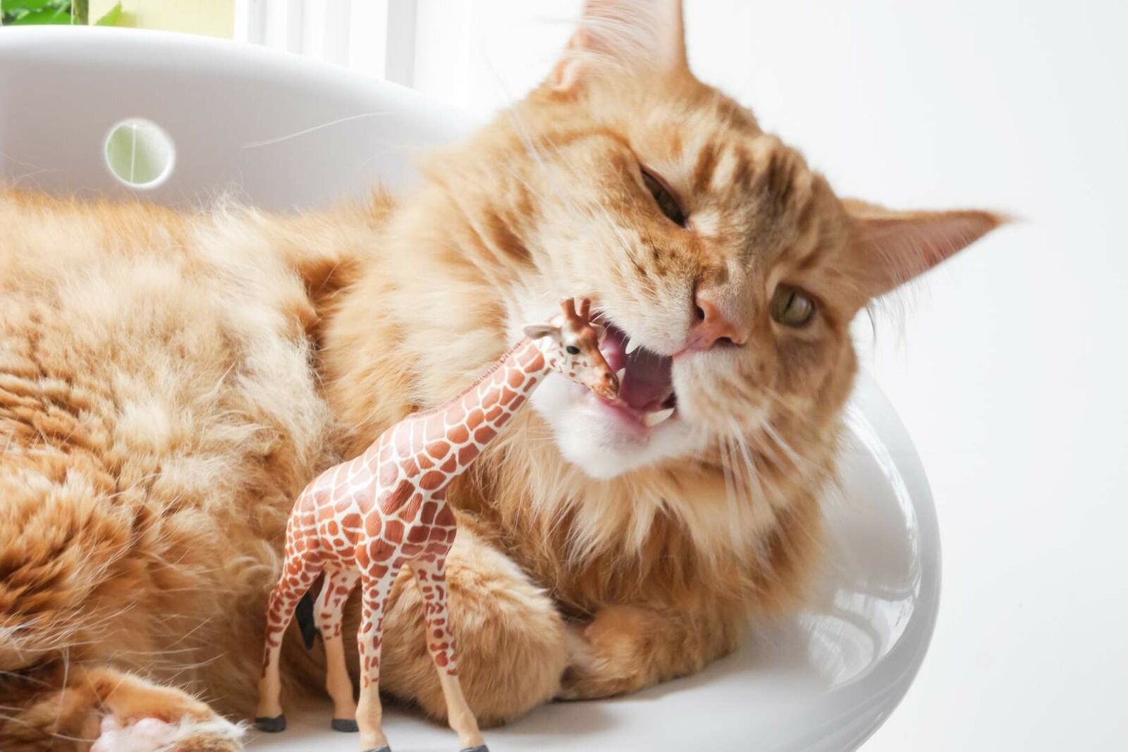 Eine Katze kaut an einer kleinen Plastikgiraffe.