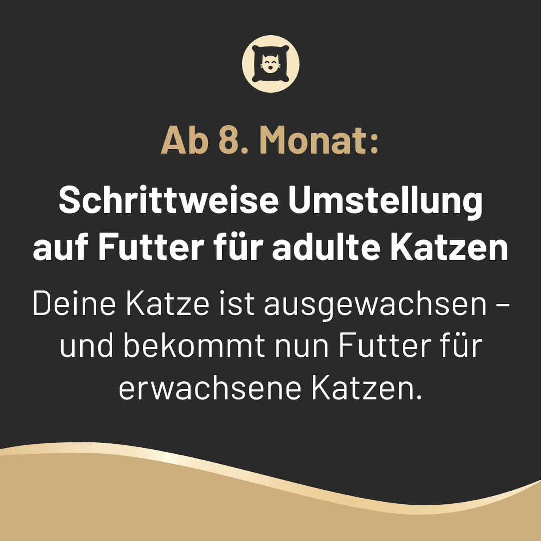 Slide 6: ab dem 8. Monat schrittweise Umstellung auf Futter für adulte Katzen