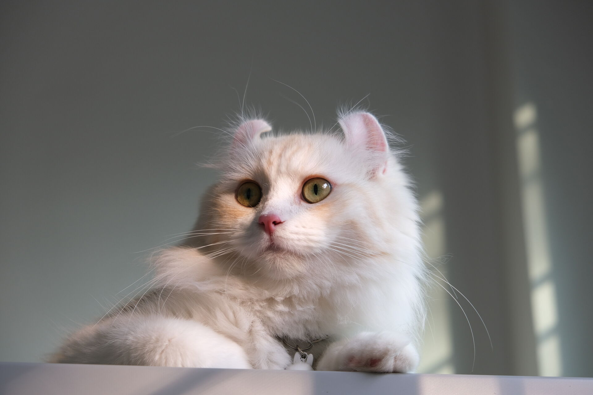 Foto einer weißen American Curl Katze
