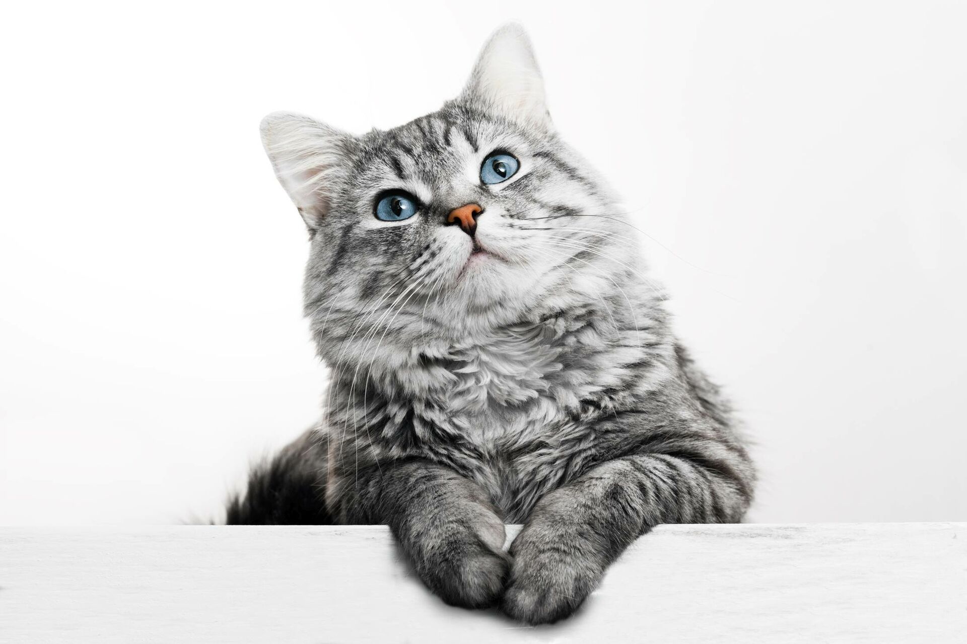 Katzenrassen: Vielfalt unserer Hauskatzen