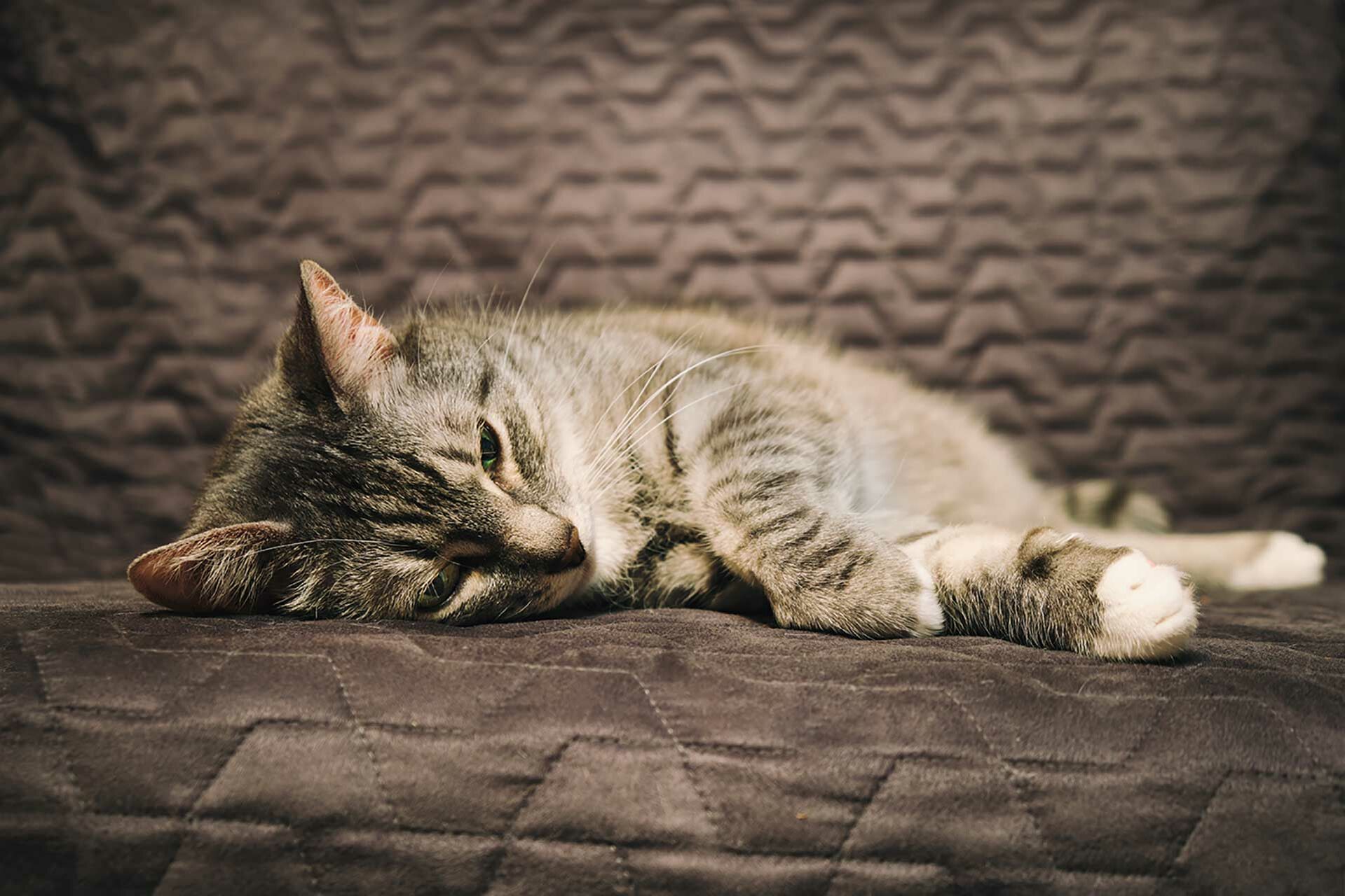 Eine Katze liegt seitlich auf einem Sofa. 