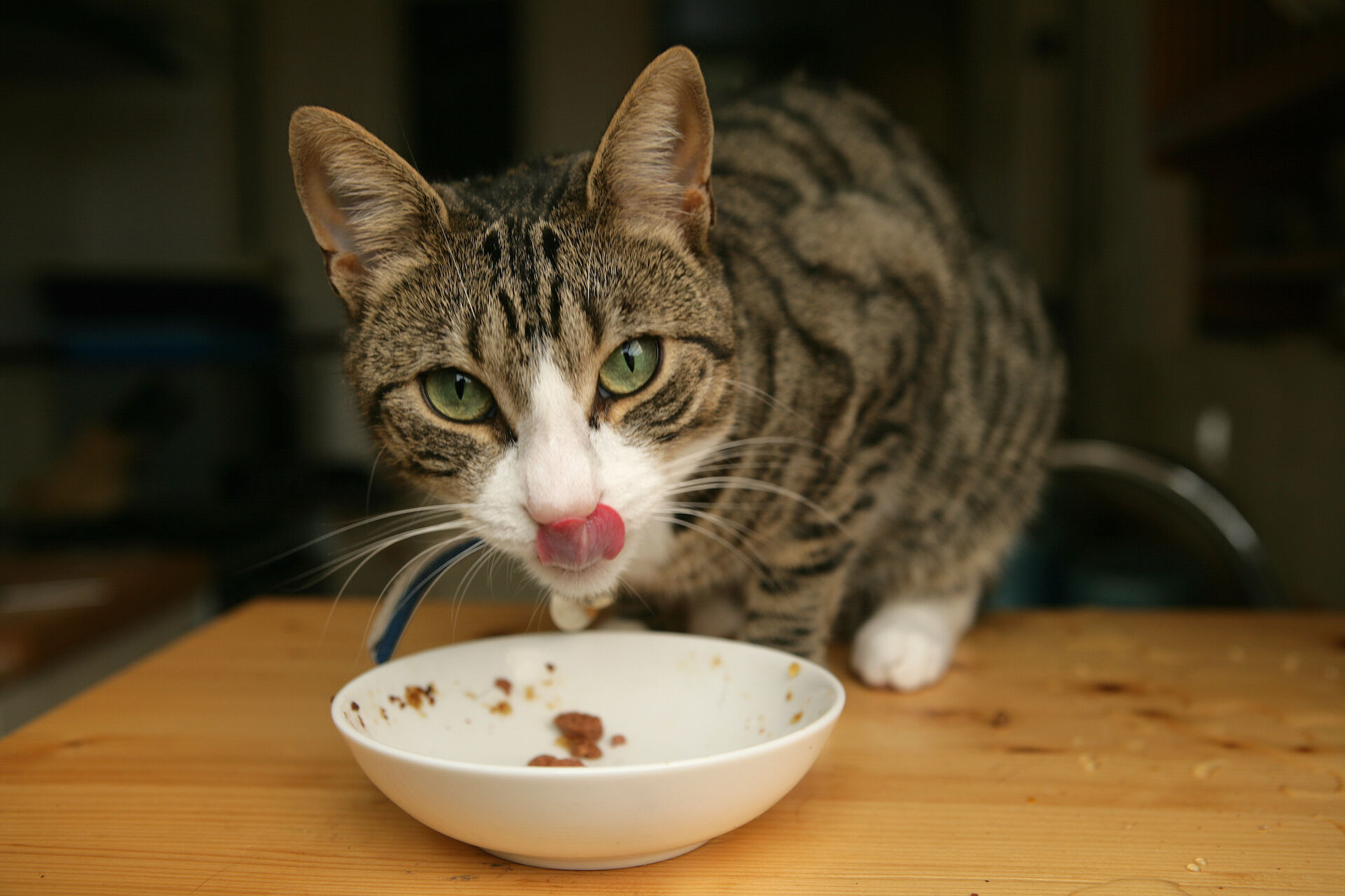 Eine Katze sitzt vor einer leeren Futterschale, leckt sich die Nase und schaut dabei in die Kamera.