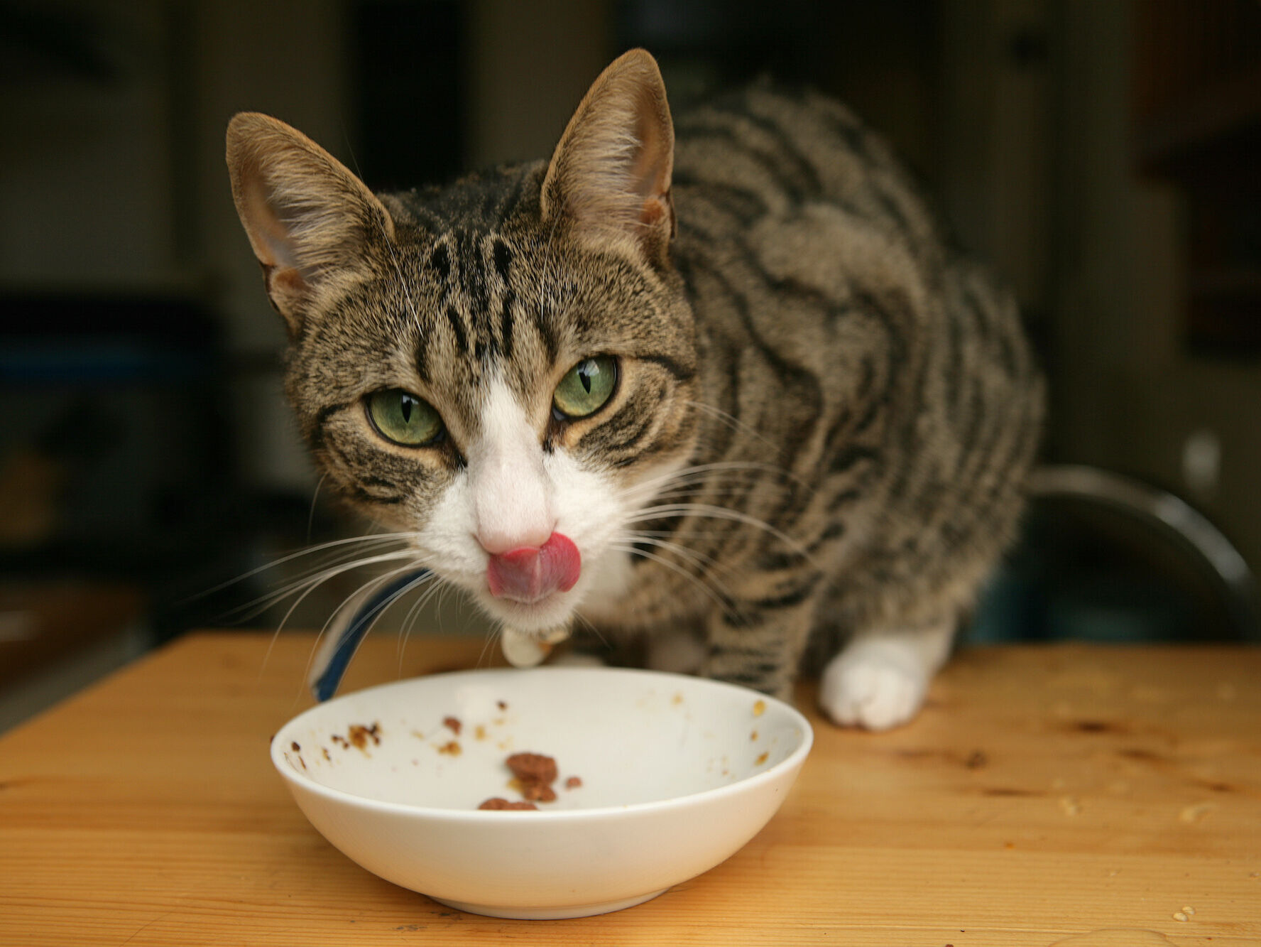 Katzenfutter richtig aufbewahren