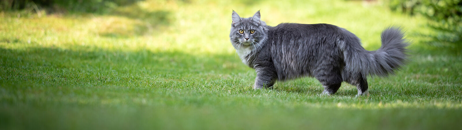 Eine graue langhaarige Katze läuft über Rasen.
