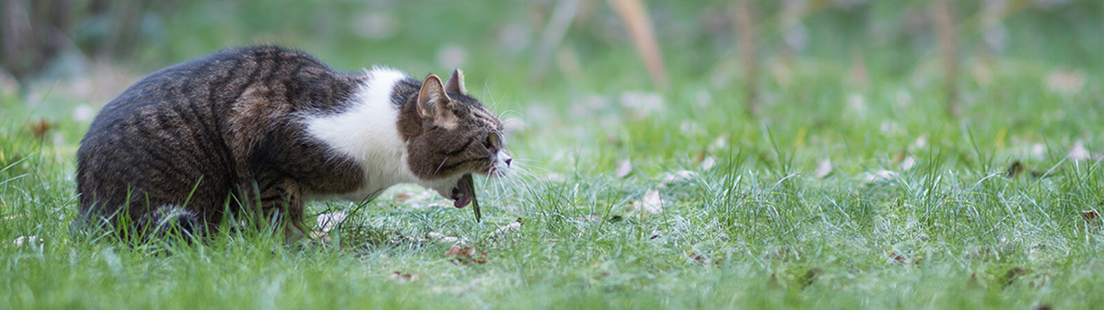 Katze erbricht Gras.