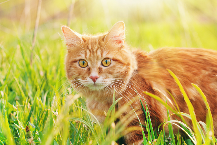 Nahaufnahme einer Katze im Gras.