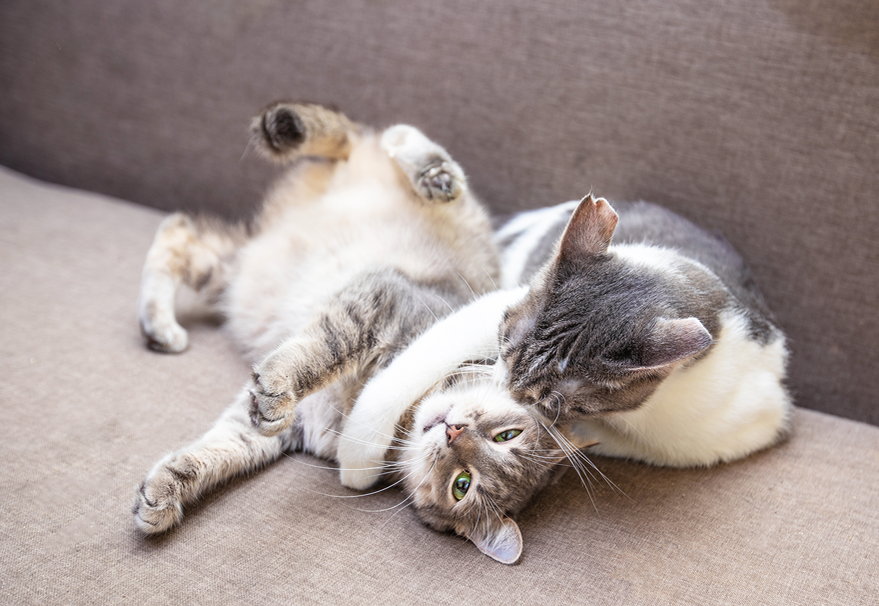 Zwei Katzen spielen miteinander.
