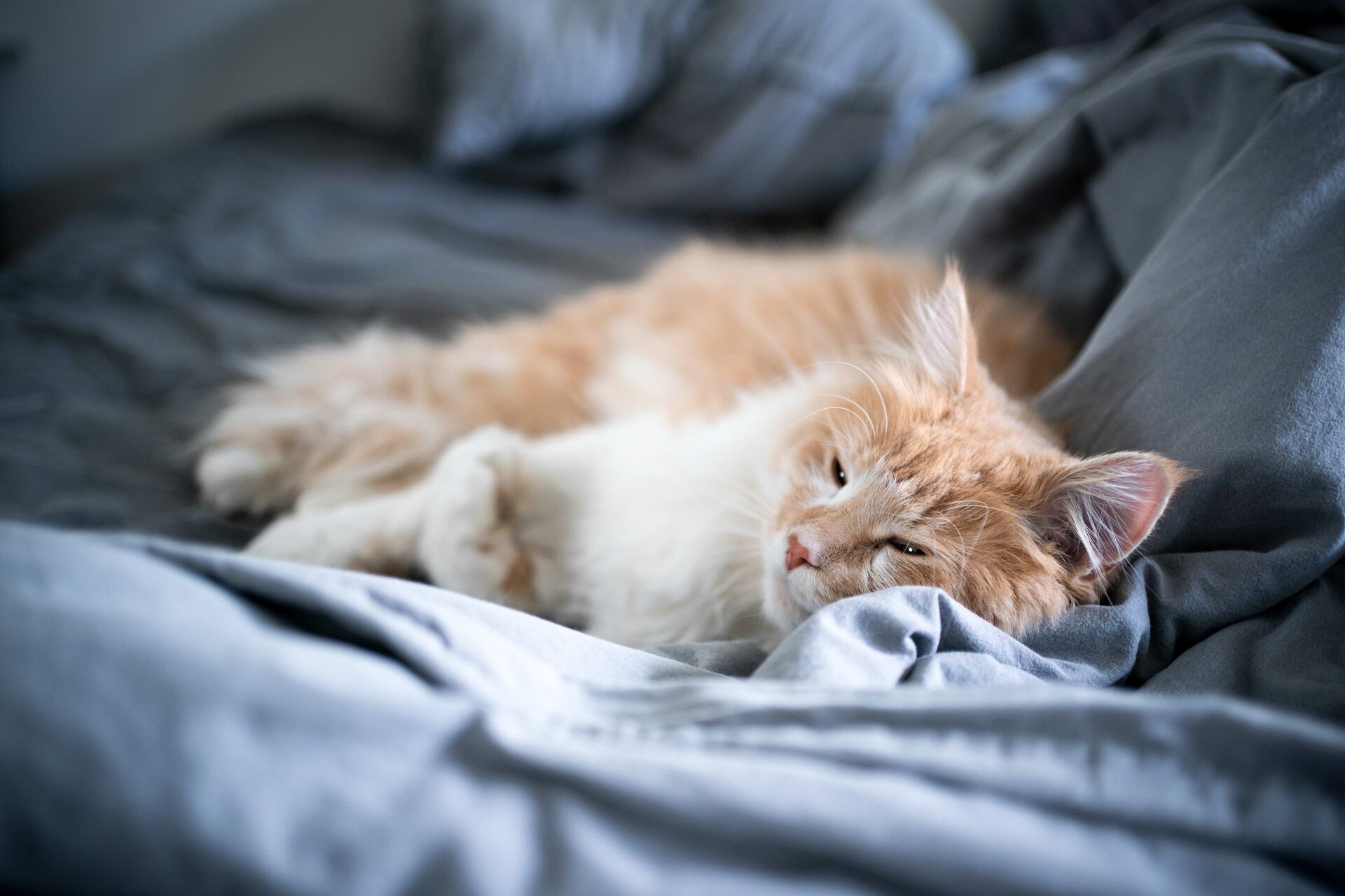 Eine Katze liegt auf einem Sofa und schläft fast ein.