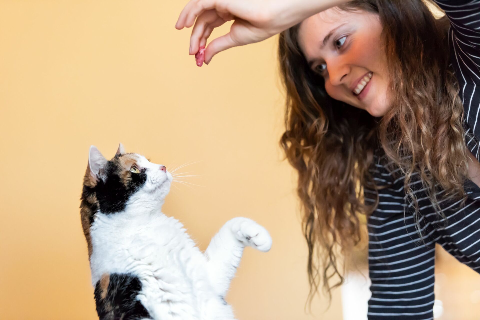 Eine Katze macht Männchen und eine Frau hält ein Leckerli in die Höhe.