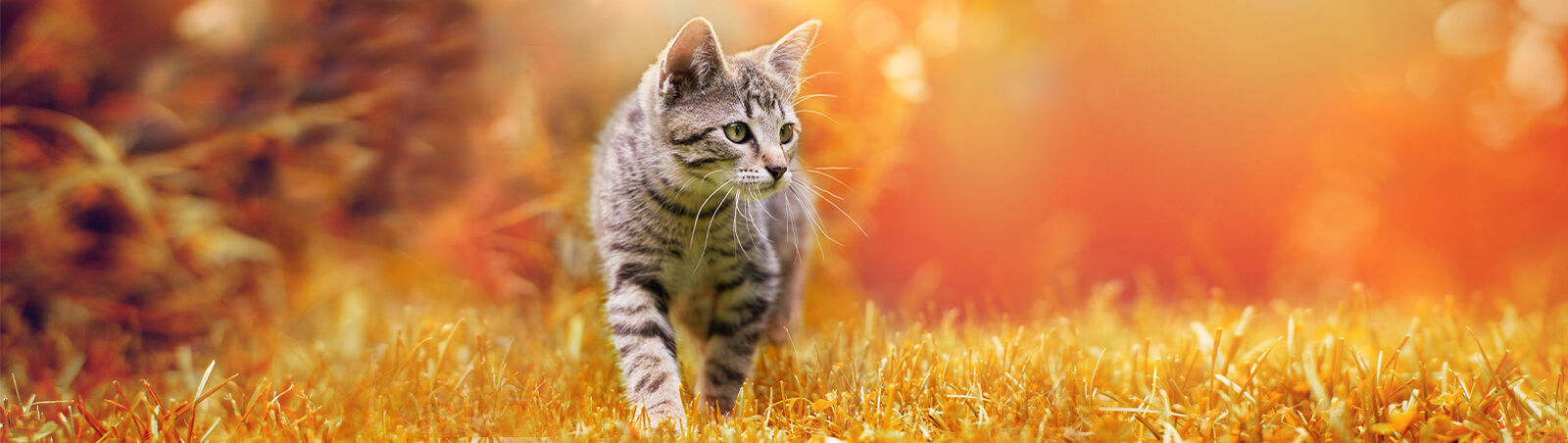 Kitten geht im Gegenlicht über Gras.