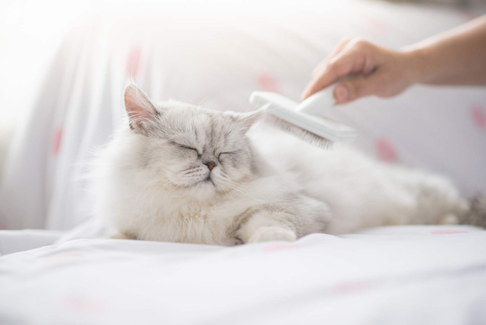 Eine Perserkatze liegt auf der Seite und wird gebürstet.