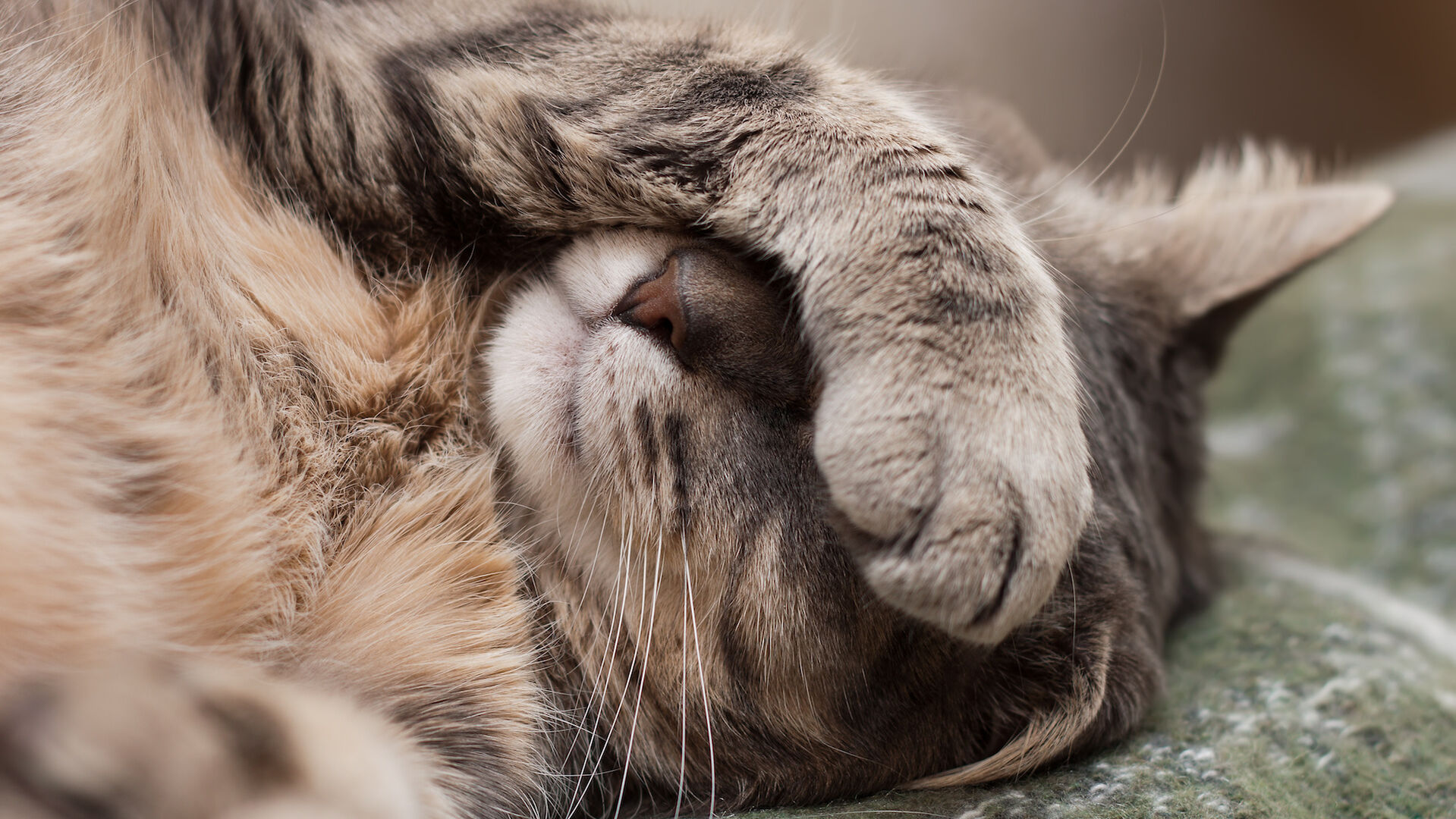 Eine Katze liegt auf dem Rücken und hält sich eine Pfote über die Augen.