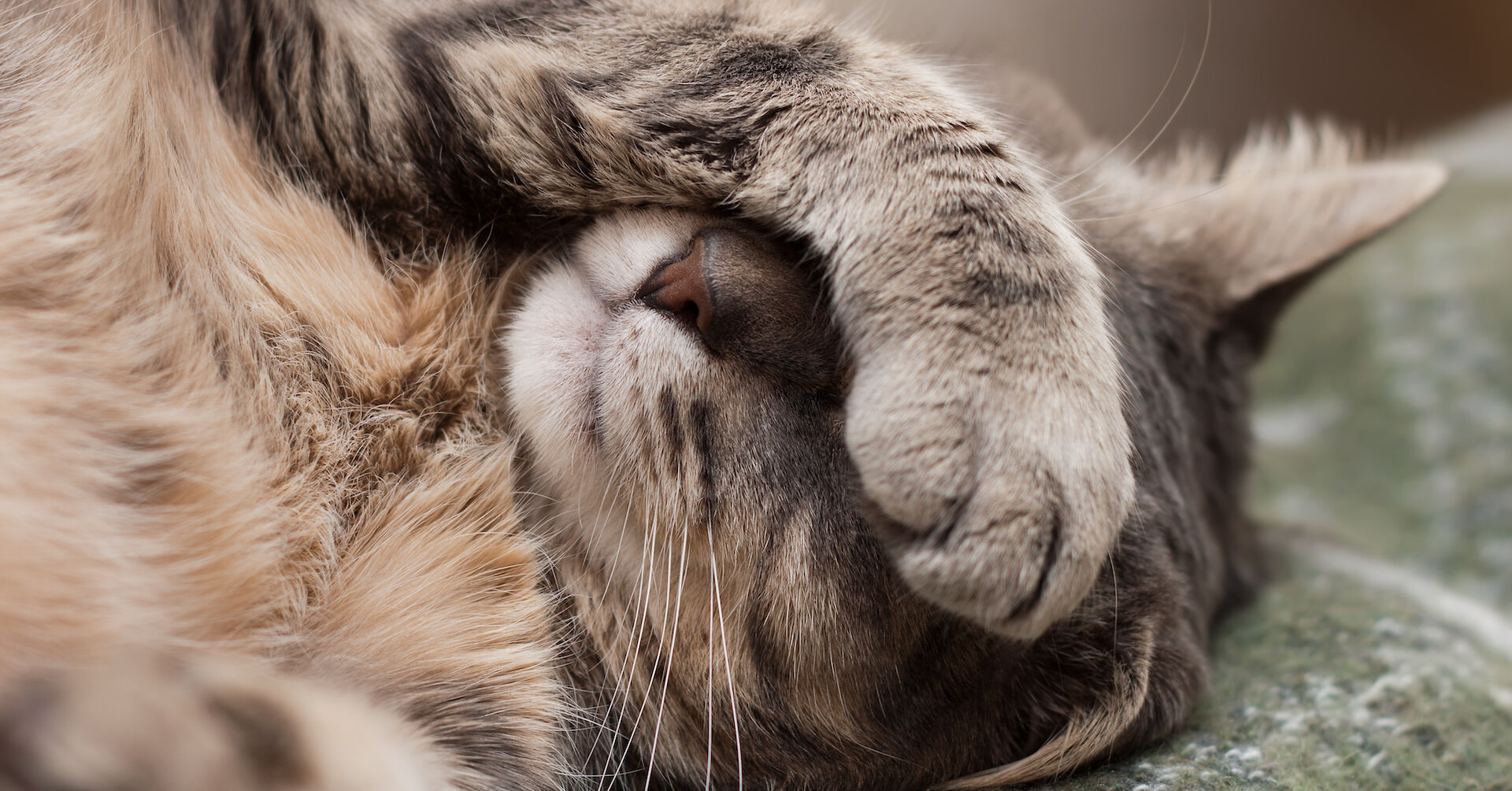 Wie schlafen Katzen? Tipps für das Katzenbett Miamor