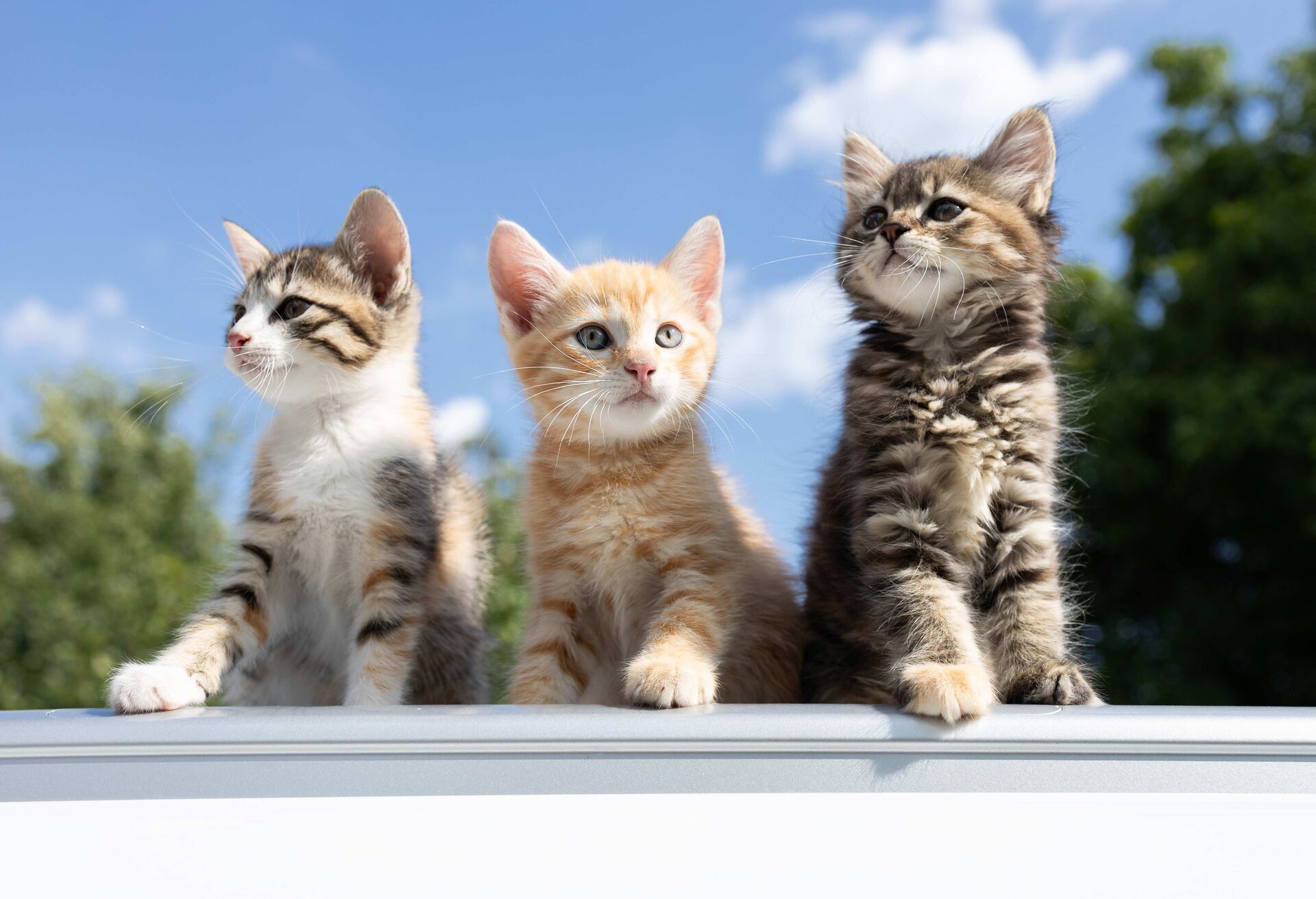 Drei junge Hauskatzen mit verschiedenen Musterungen blicken in einen Garten.