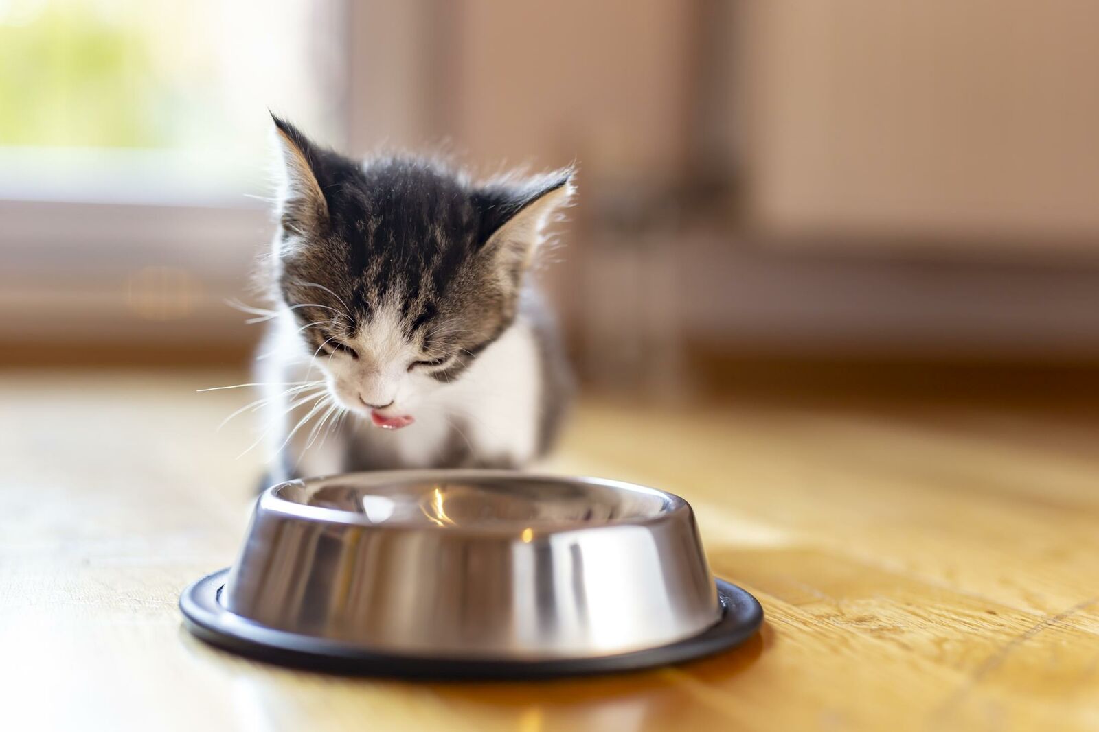Wann ist die Katze ausgewachsen? Miamor