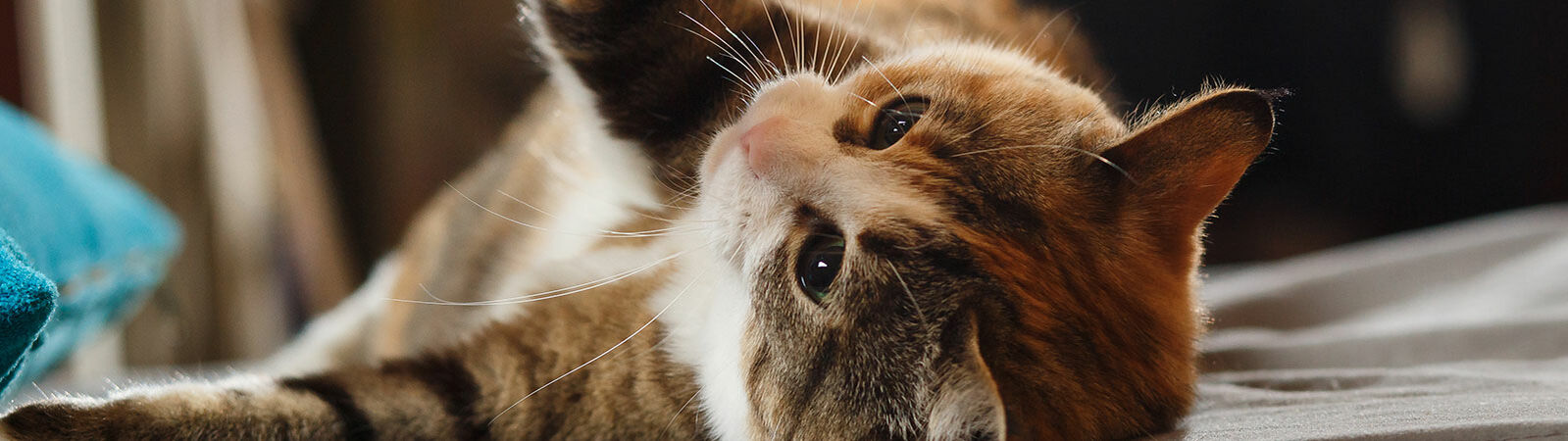 Katze liegt auf dem Boden und streckt ihre Pfoten nach oben.