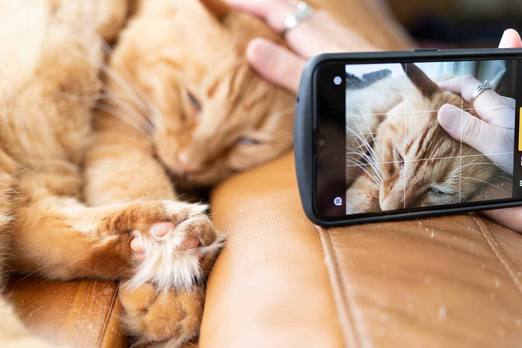 Auf einem Sofa liegende Katze wird mit einem Smartphone fotografiert.