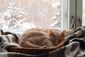 Eine Katze schläft in einem Körbchen auf der Fensterbank vor einem verschneiten Garten.
