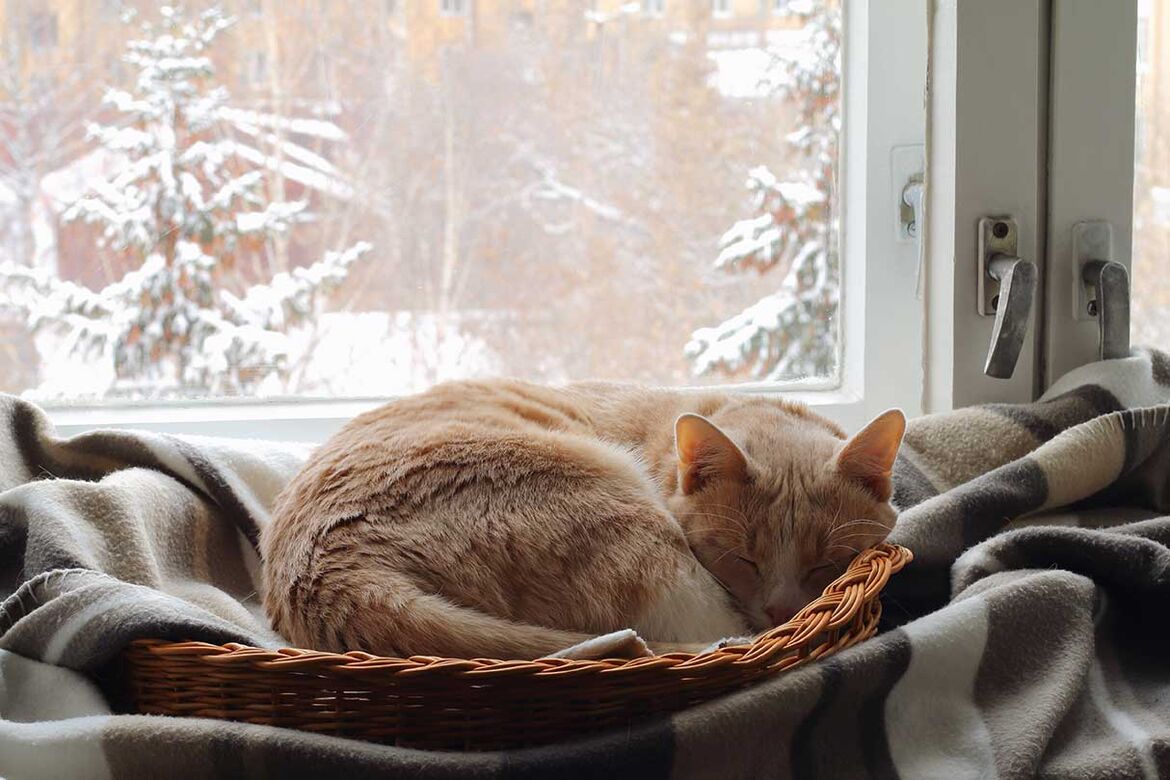 Gemütlicher Winter mit Ihrer Katze