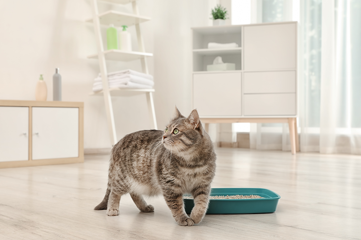 Katze schleicht in einem Wohnzimmer um ihre Katzentoilette herum.