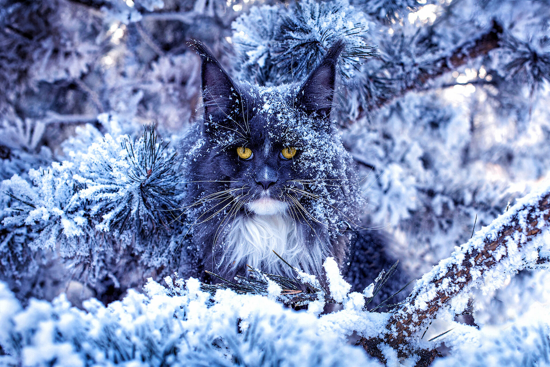 Eine Maine Coon sitzt versteckt im Gebüsch in einer Winterlandschaft.