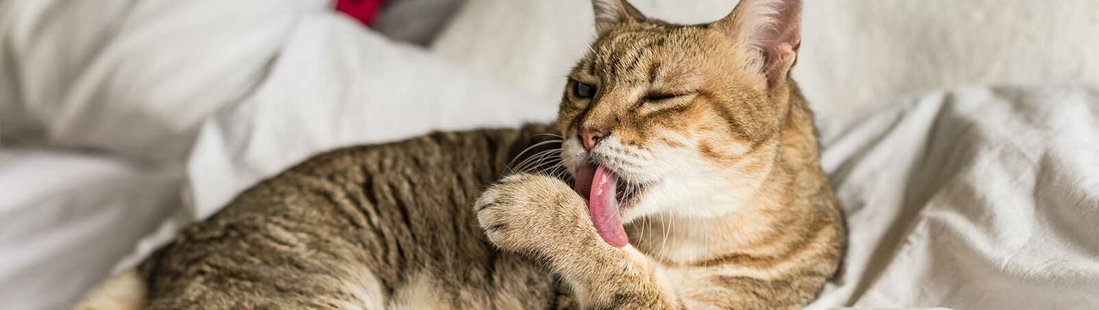 Eine Katze liegt auf dem Bett und leckt sich übers Fell. 