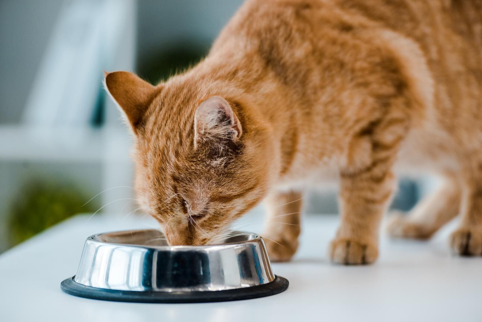 Ernährung für Katzen – worauf es ankommt