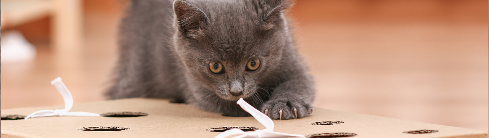 Eine kleine Katze liegt auf einem gelochten Karton und spielt.  