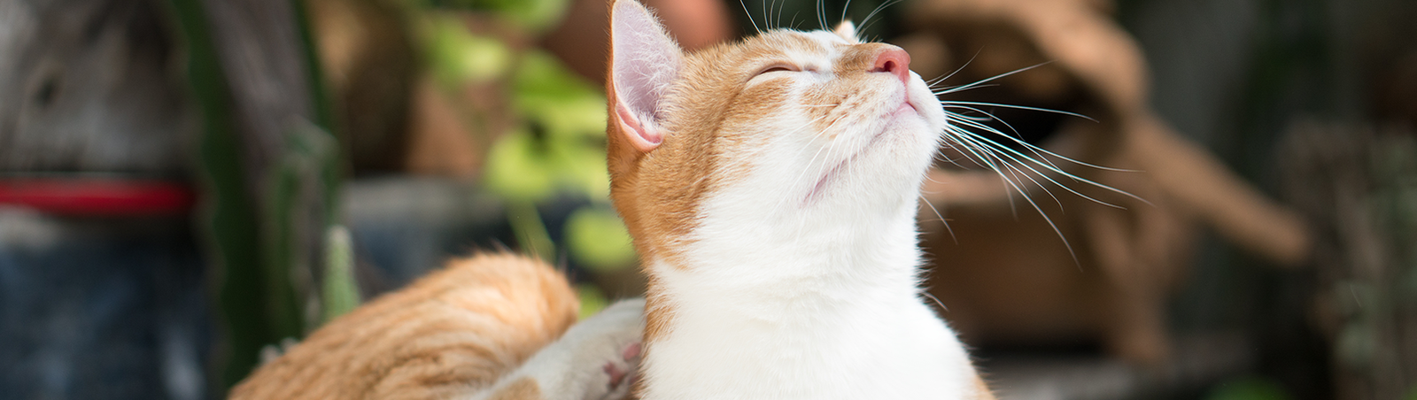 Katze liegt auf dem Boden und kratzt sich mit der Hinterpfote am Hals.