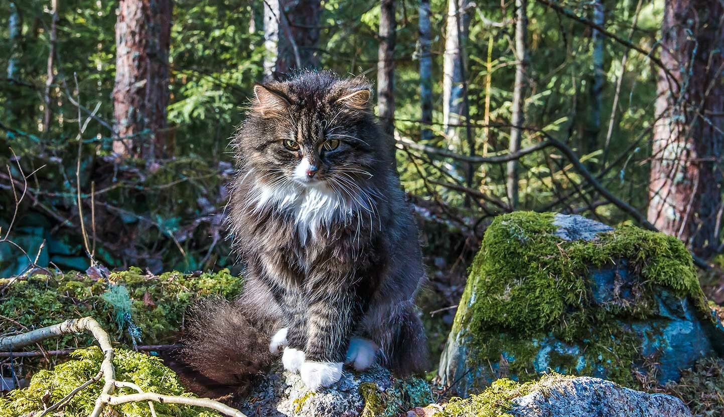 Norwegische Waldkatze sitzt auf Waldboden.