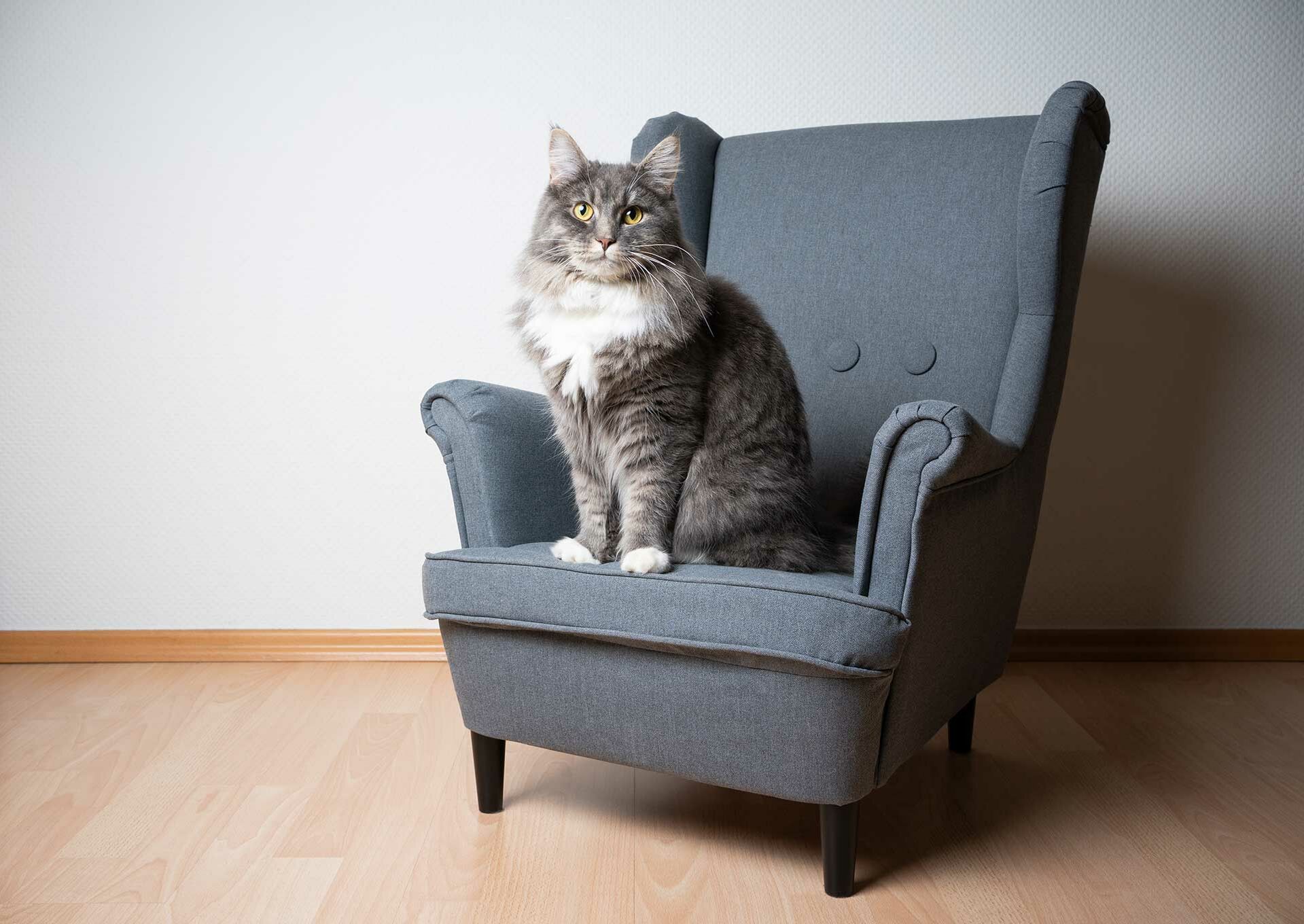 Eine große Katze sitzt in einem Sessel.