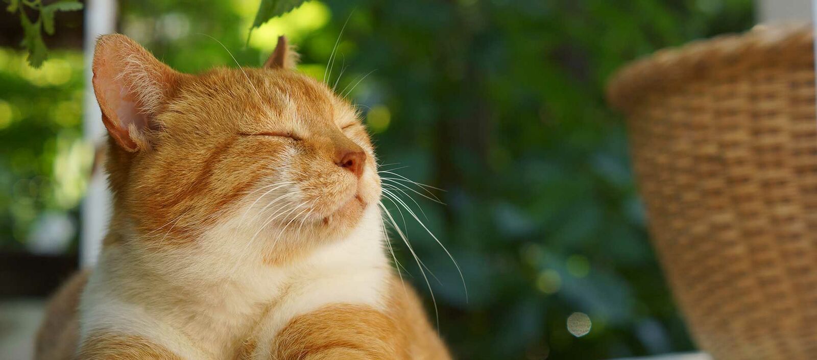 Katze liegt draußen auf der Terrasse und entspannt sich.