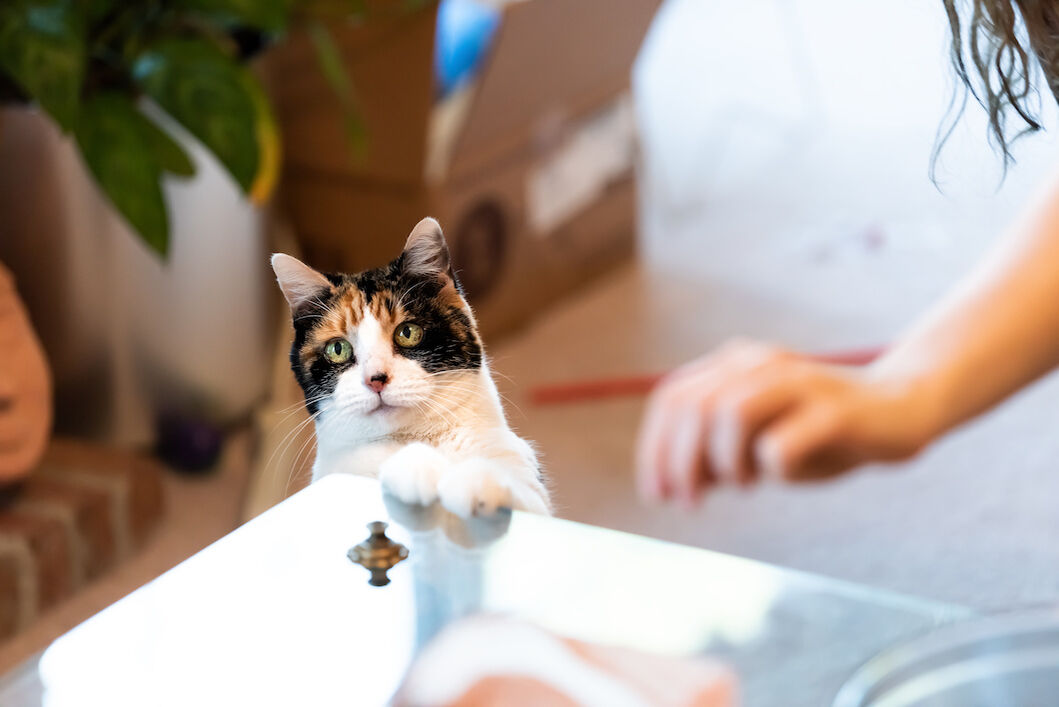 Katze stützt sich mit ihren Vorderpfoten an einem Tisch ab.