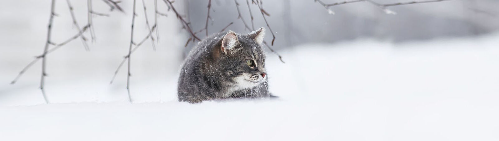 Eine Katze unter einem Zweig im Schnee.