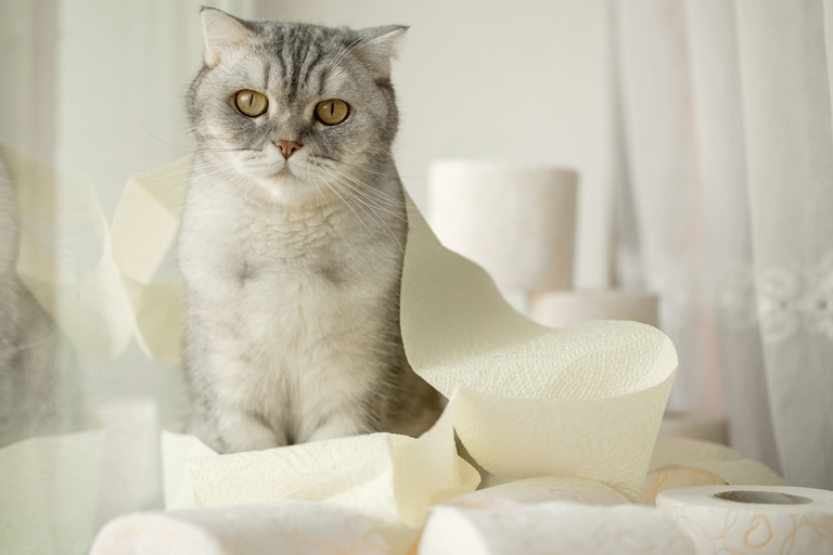 Ist Ihre Katze zu dünn? Ursachen + Tipps Miamor