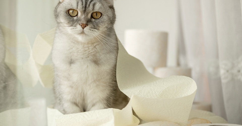 Ihre Katze hat Durchfall? Tipps | Miamor