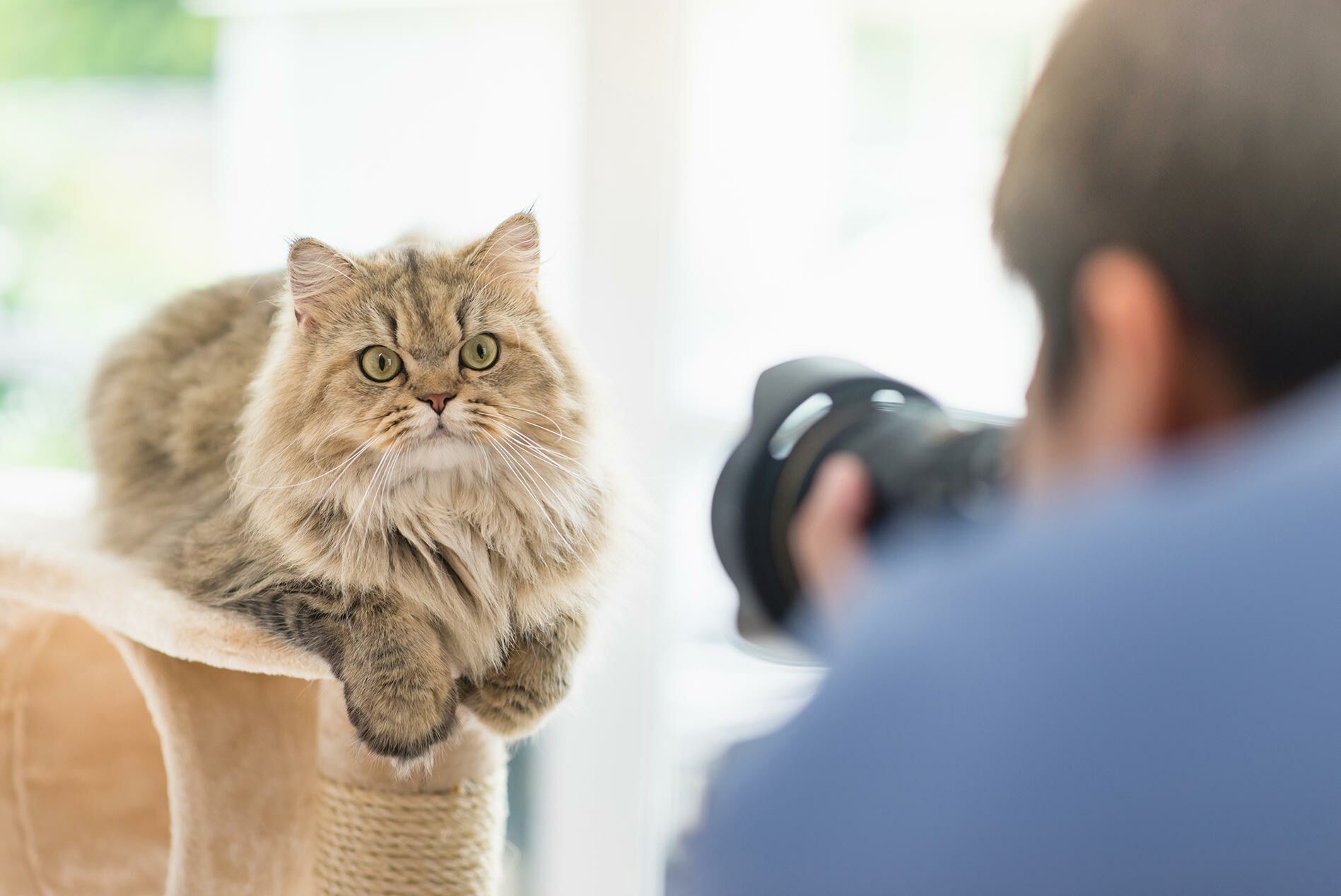 Fotograf macht ein Foto seiner Katze.